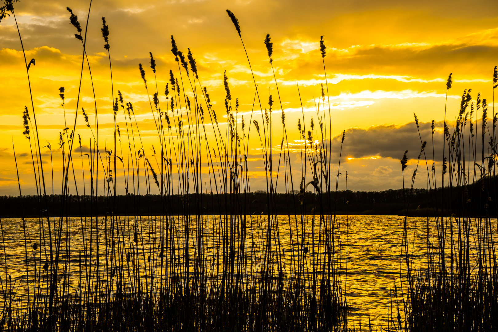 See, Schilf, Sonnenuntergang