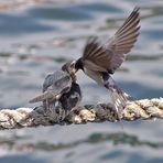 'See'- Schwalben oder: wo ist nur das Nest geblieben???