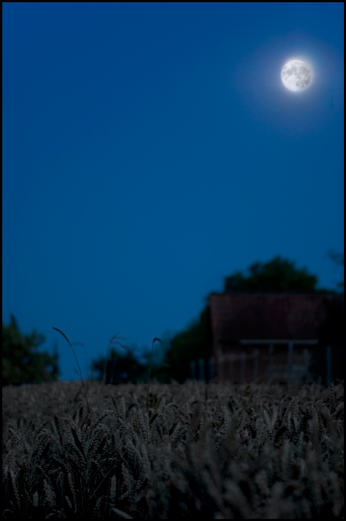 See the field in moonlight
