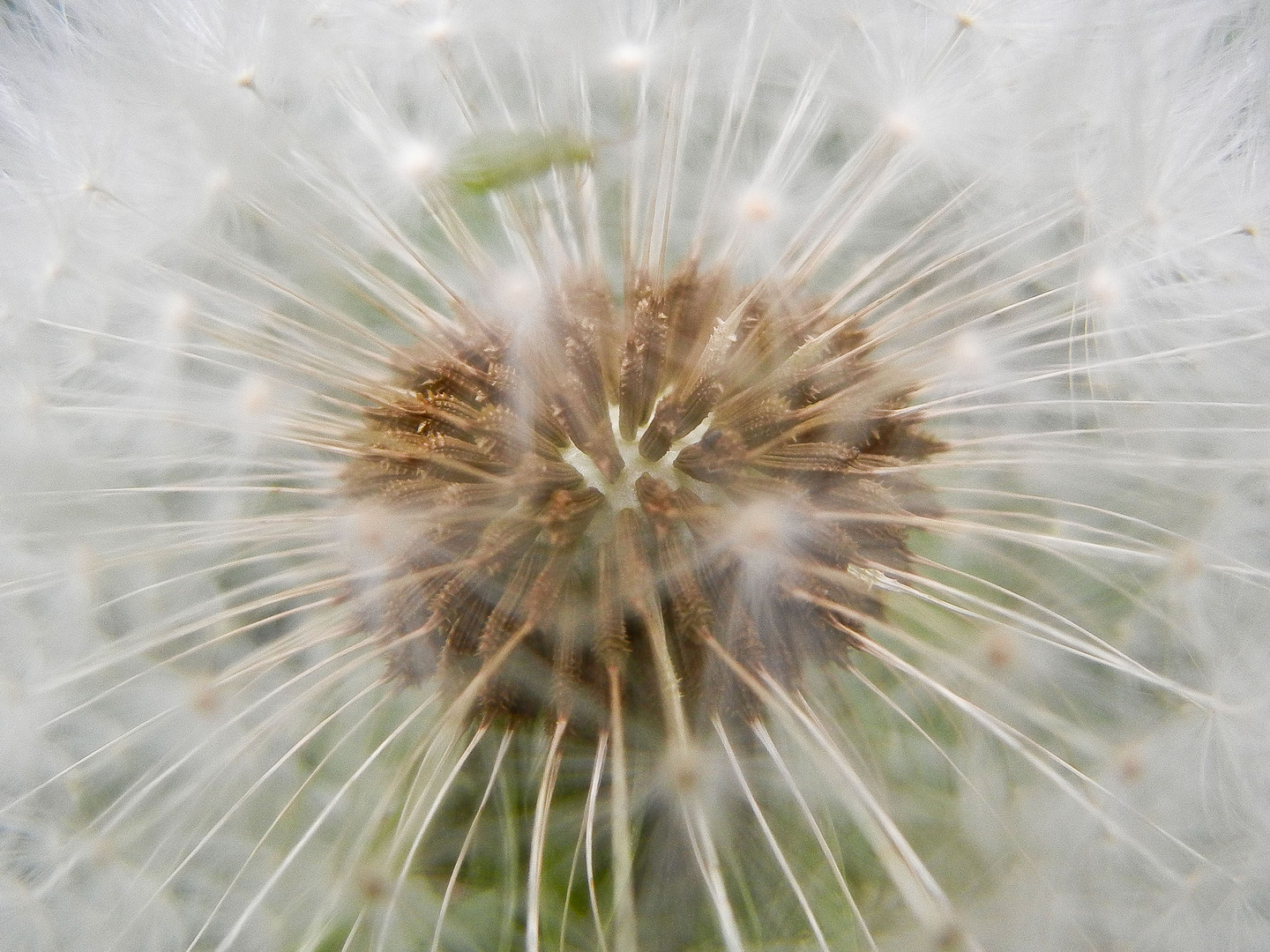 See through the veil... and find the beauty!