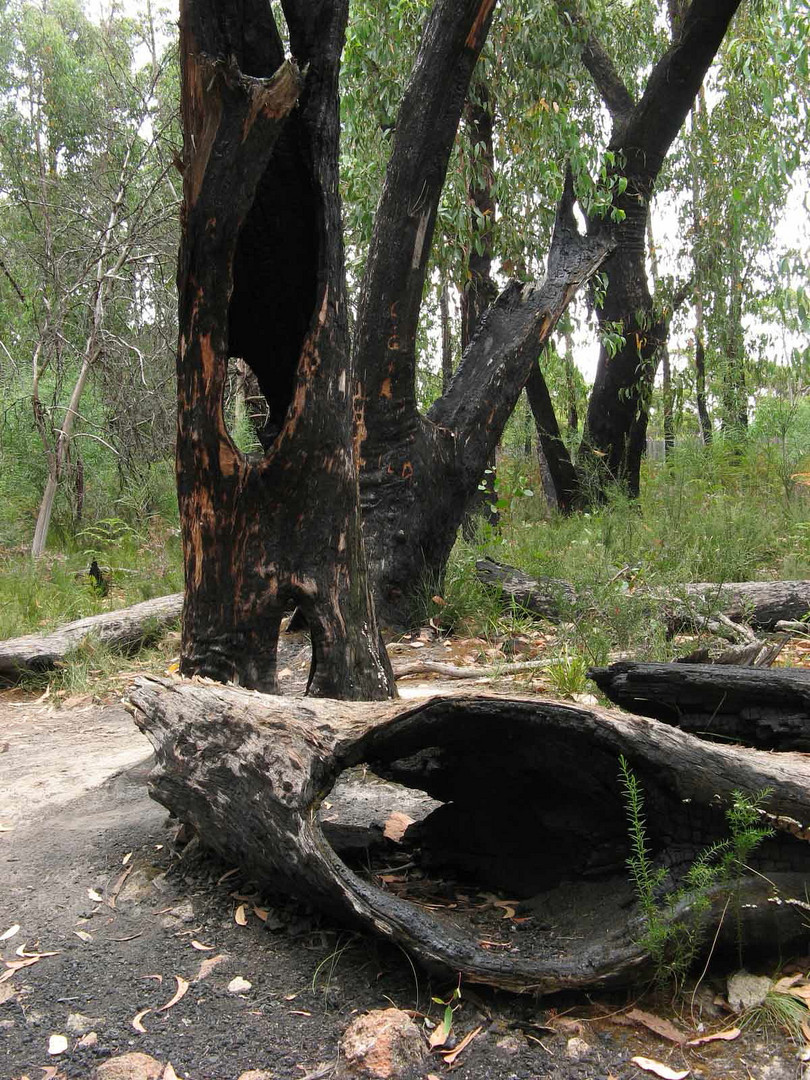 See-through Tree 2