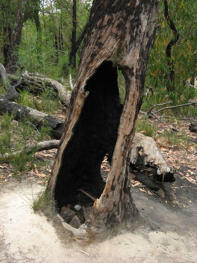 See-through Tree