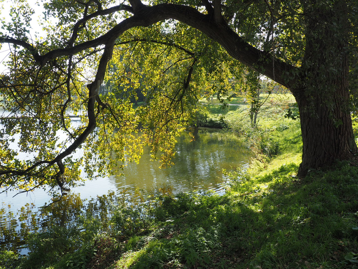 See Ufer mit Baum