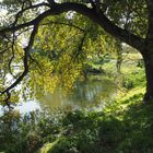 See Ufer mit Baum