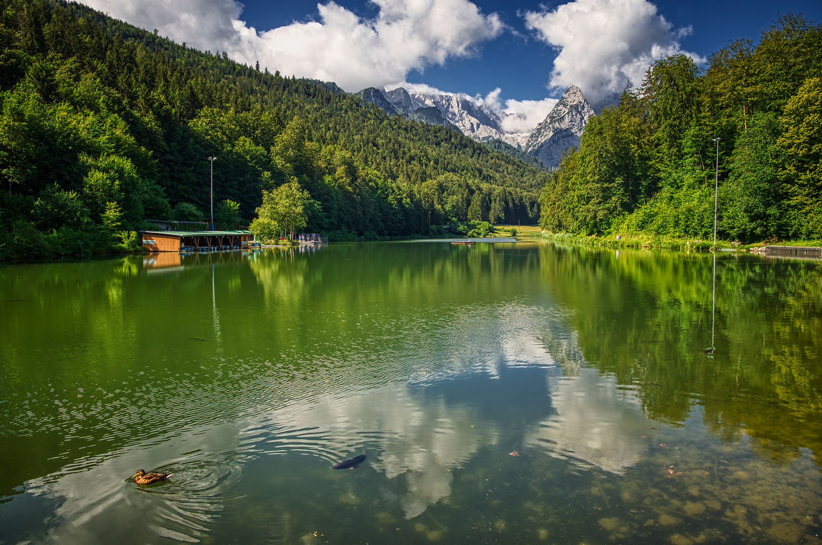 See, Wald, Berge, Wolken, Ente, Karpfen