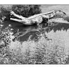 "See You Later, Alligator"  Spiegeltag