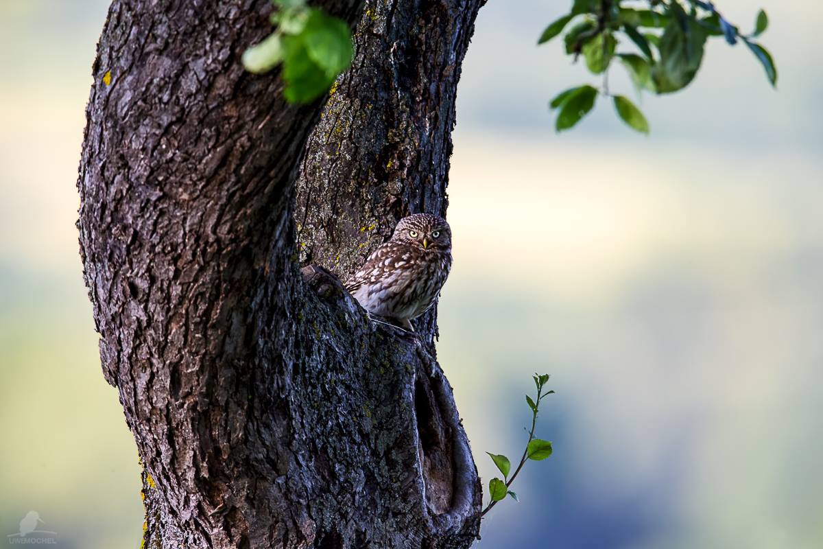 ...see you... " Steinkauz (Athene noctua)"