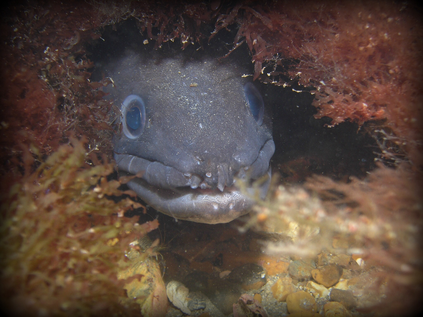 Seeaal / Conger Eel