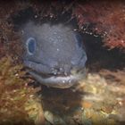 Seeaal / Conger Eel