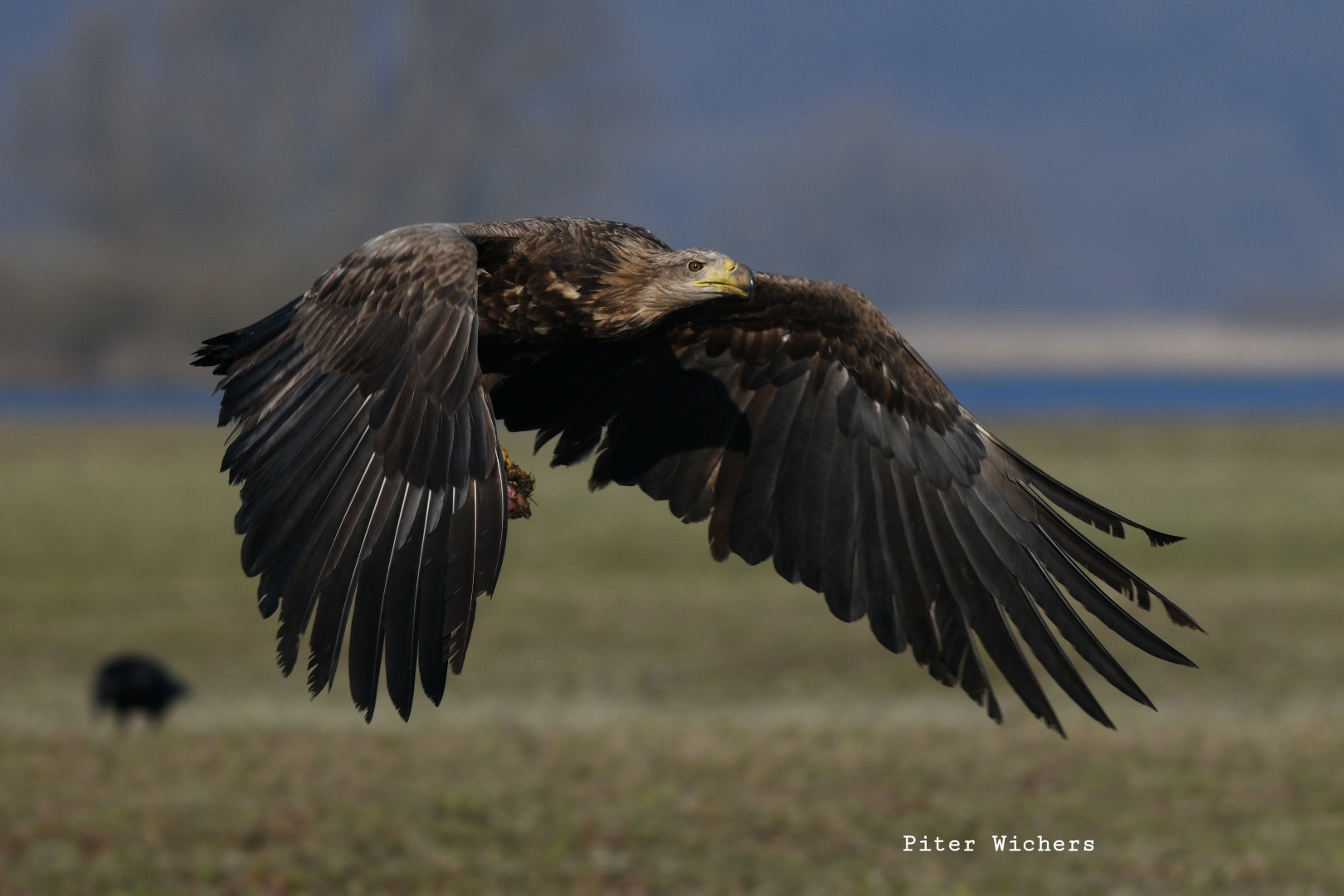 Seeader im Tiefflug 