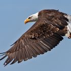 Seeadler 001