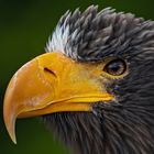 Seeadler 001