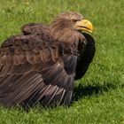 Seeadler 001