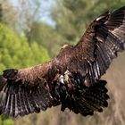 Seeadler 002