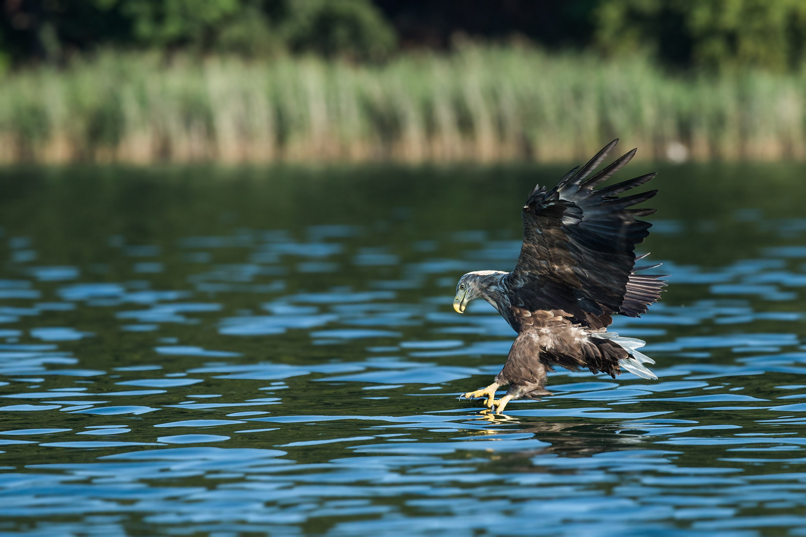 Seeadler 