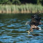 Seeadler 