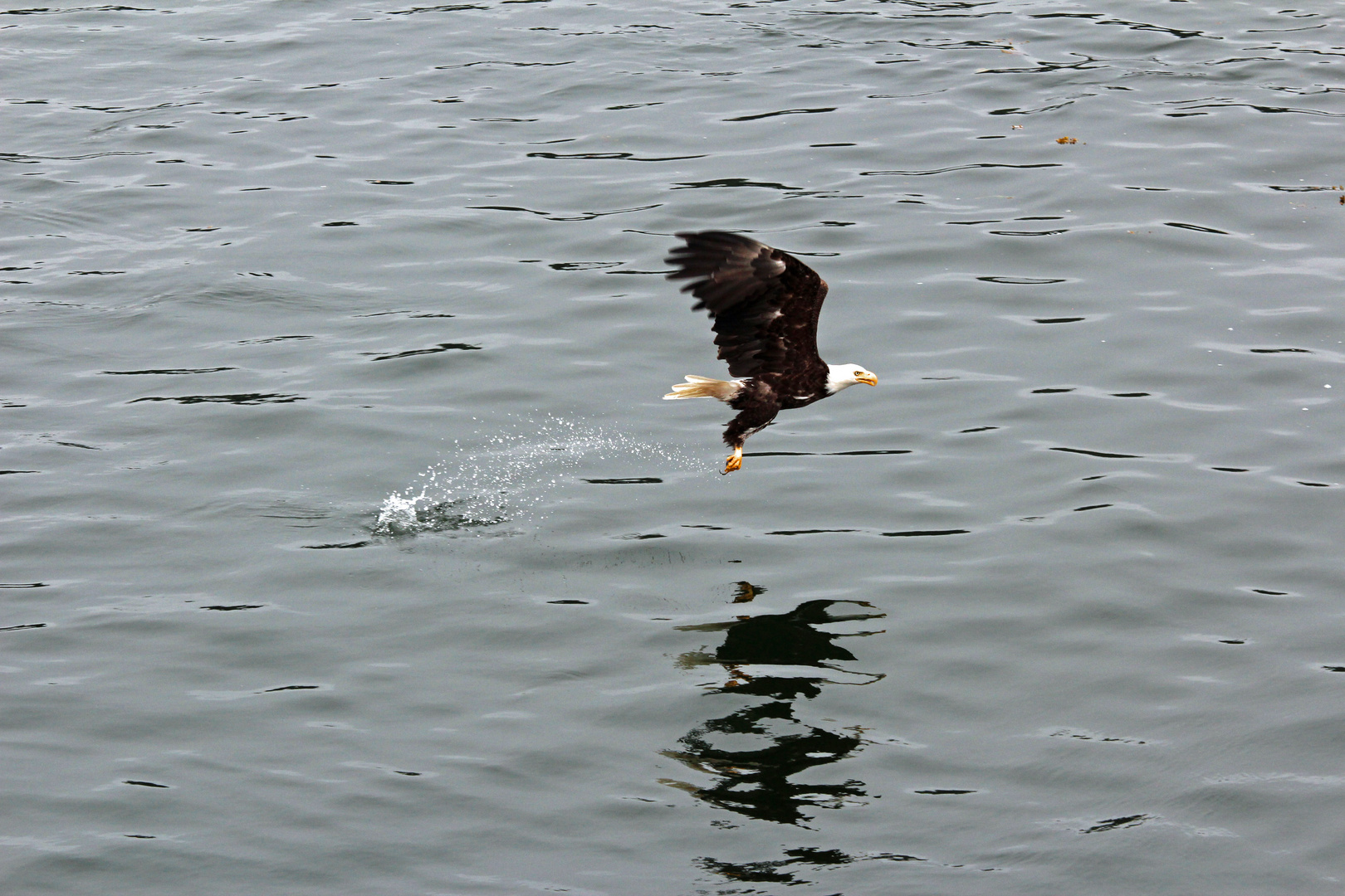 Seeadler