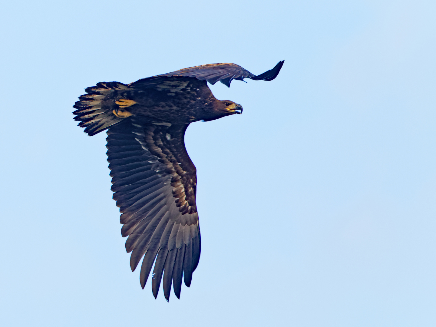 Seeadler