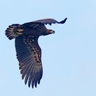 Seeadler