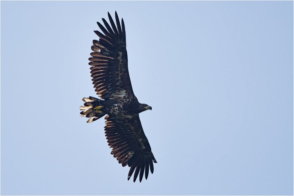 Seeadler