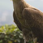 Seeadler