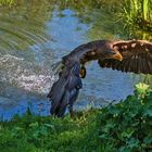 Seeadler 011