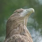 Seeadler