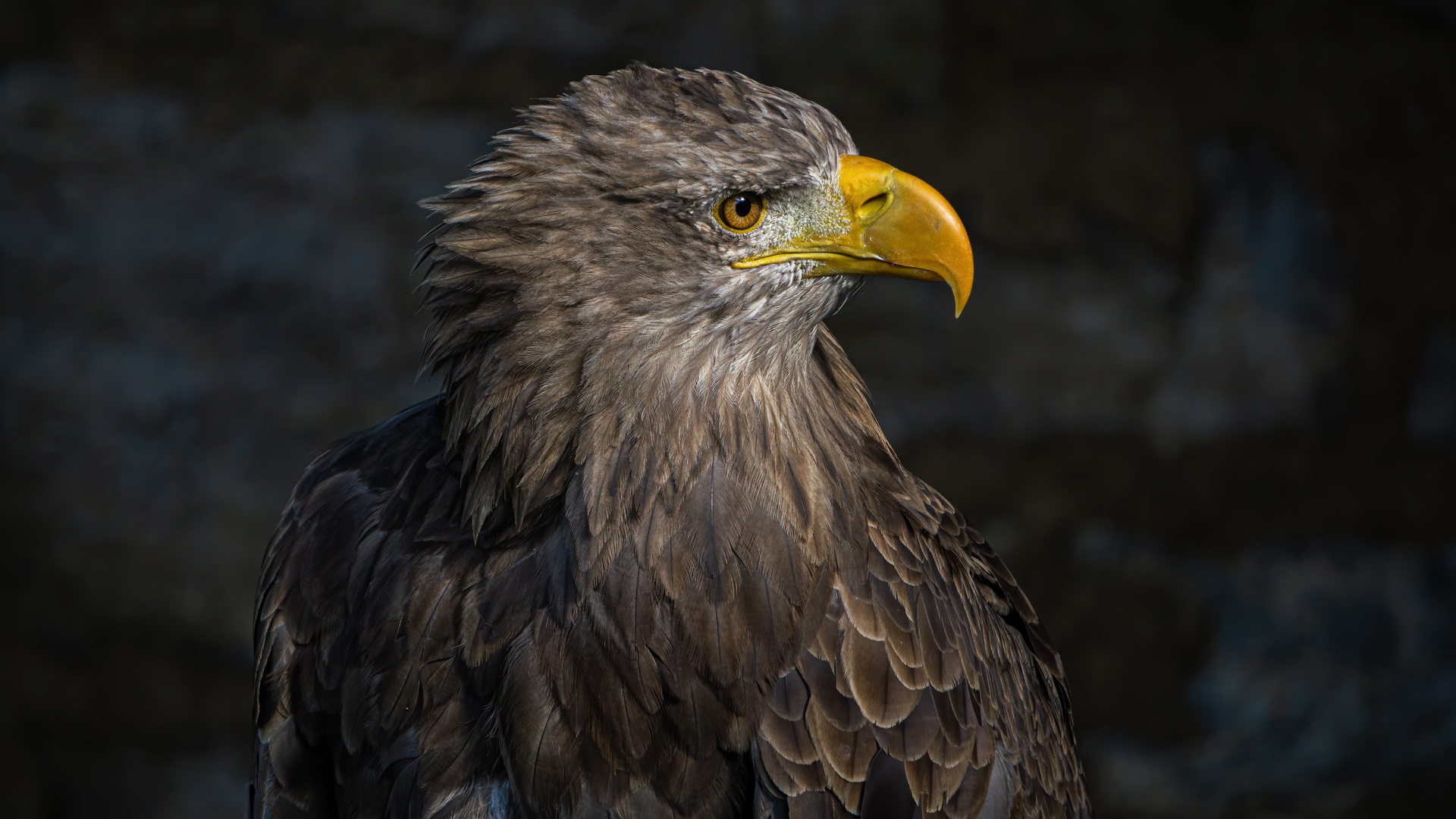 Seeadler