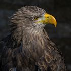 Seeadler