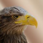 Seeadler