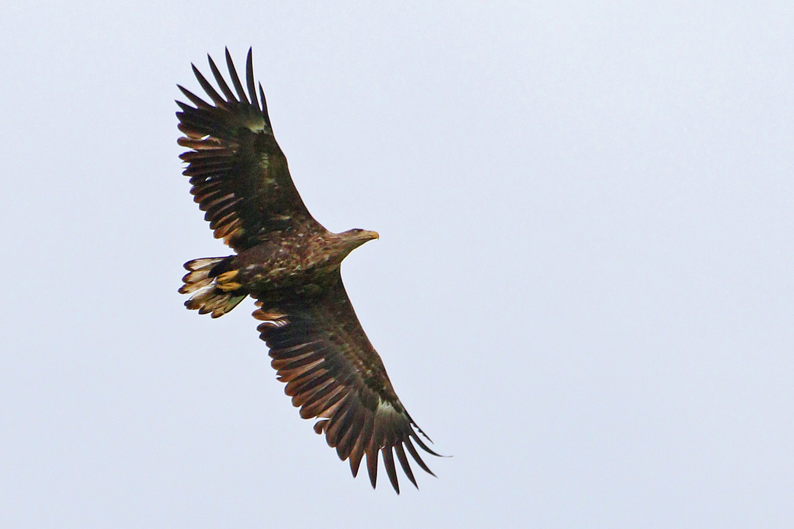 Seeadler