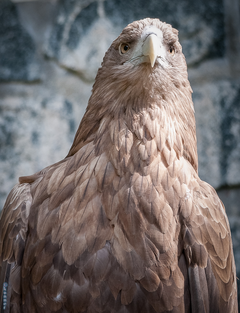 Seeadler