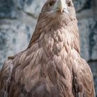 Seeadler