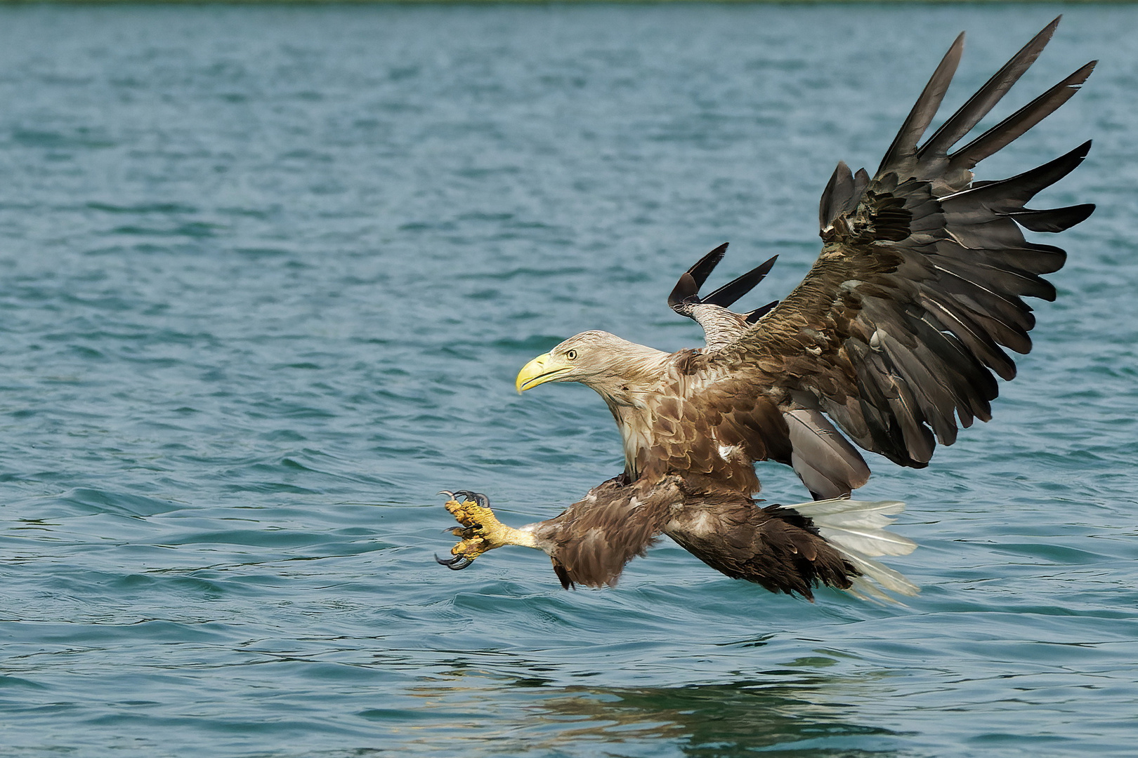 Seeadler