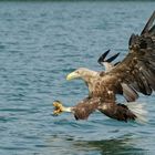 Seeadler