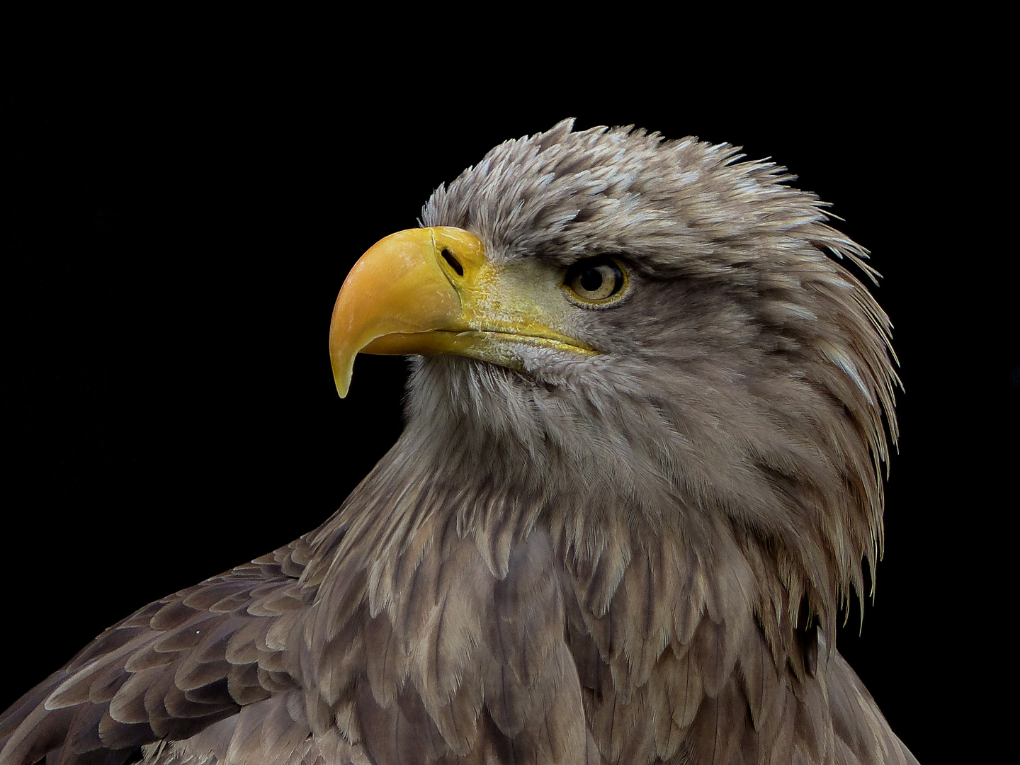 Seeadler