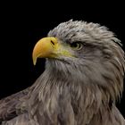 Seeadler