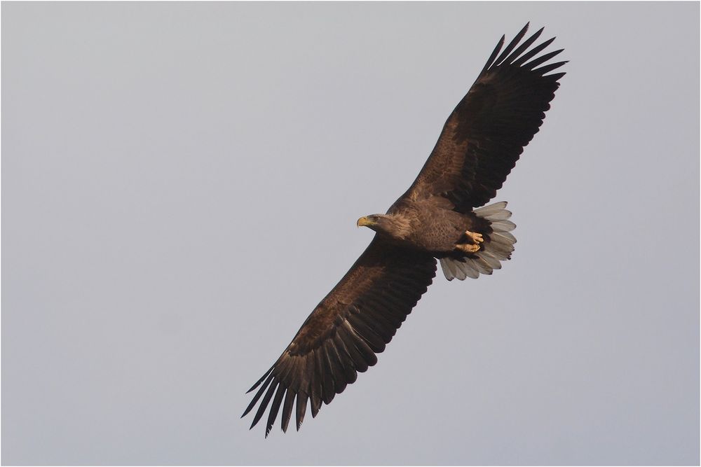 Seeadler