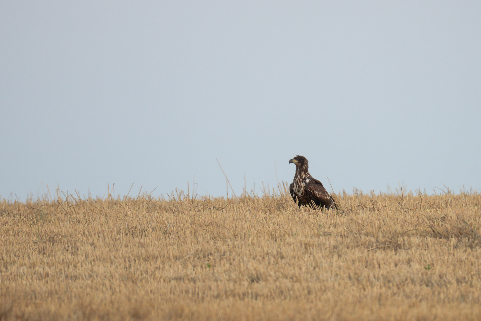 Seeadler