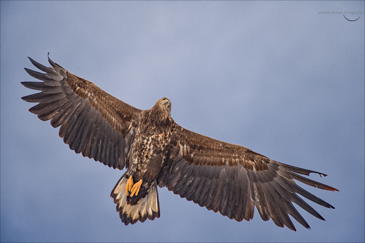 Seeadler