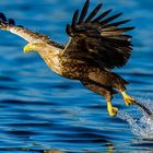 Seeadler