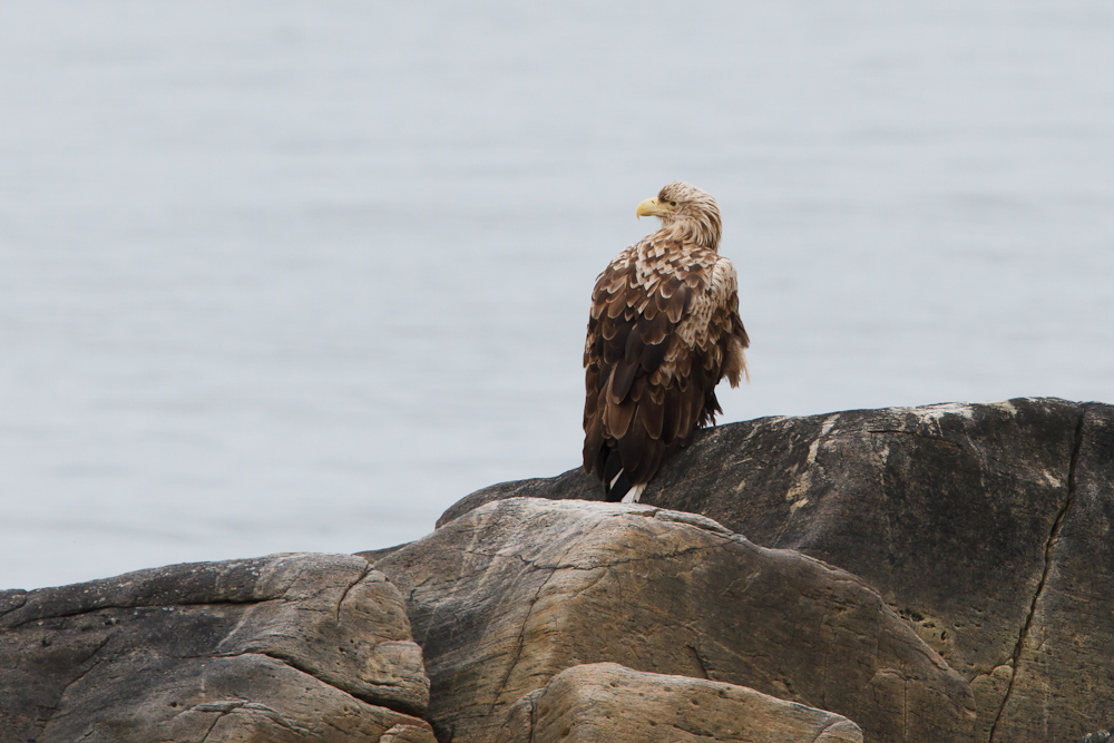 Seeadler