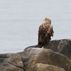 Seeadler