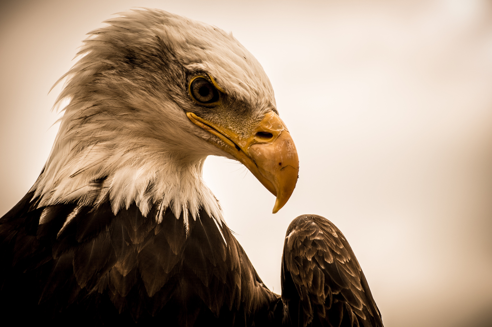 Seeadler