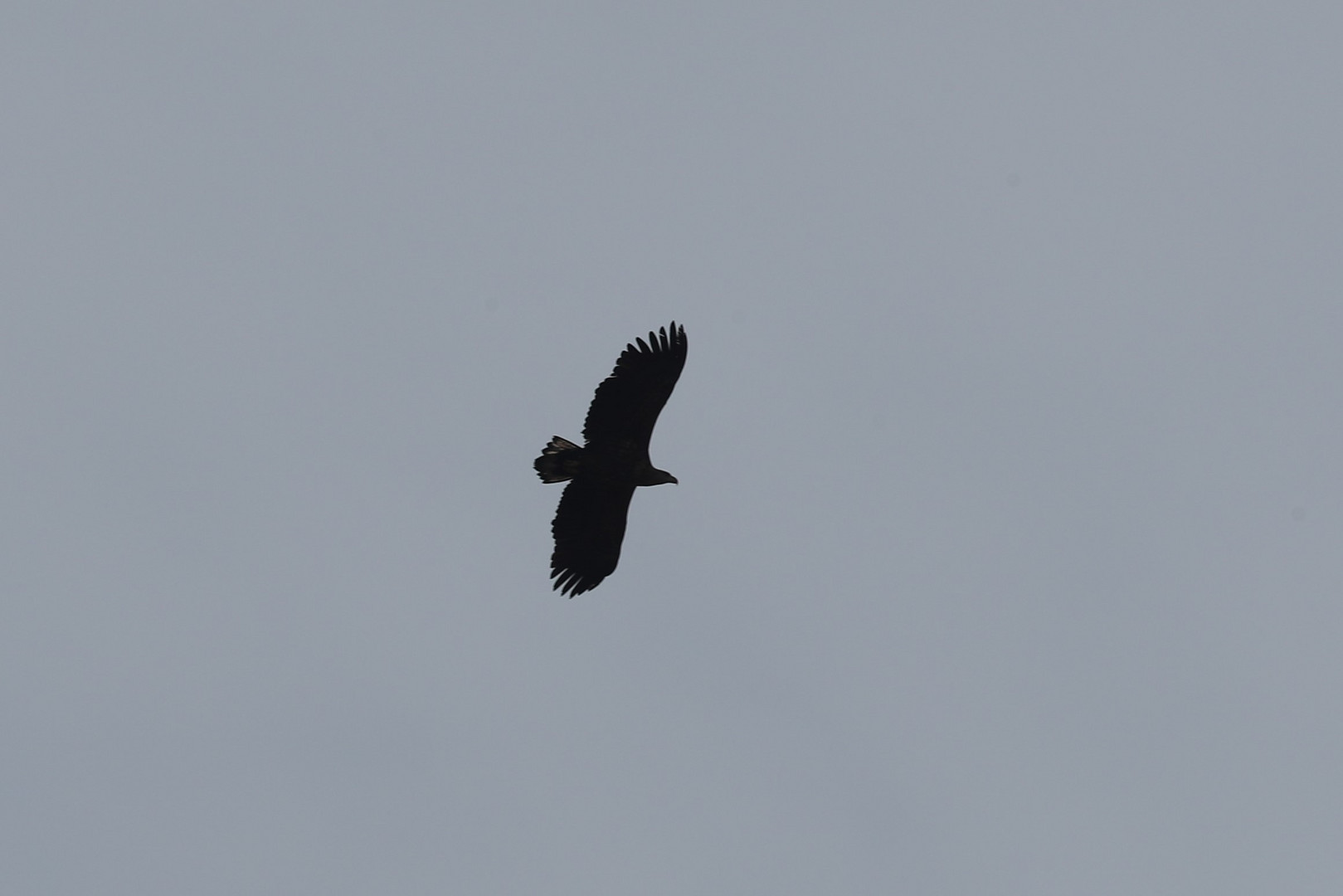 Seeadler