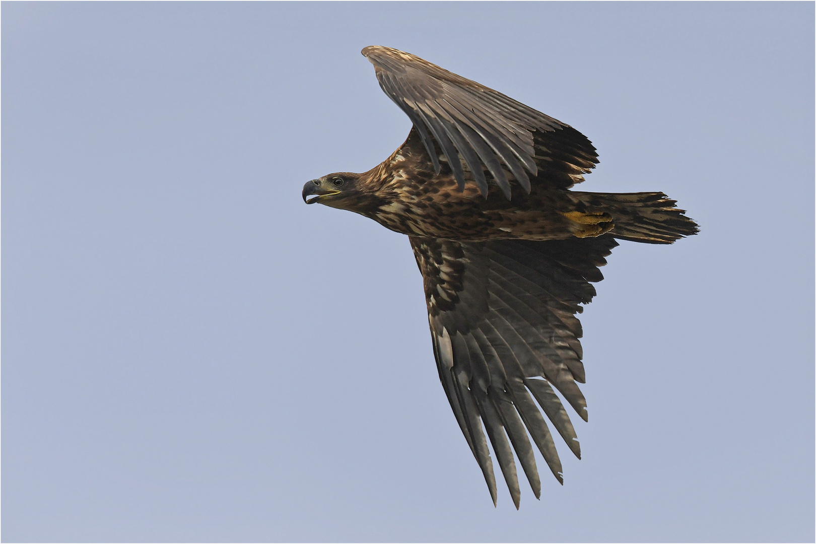 Seeadler