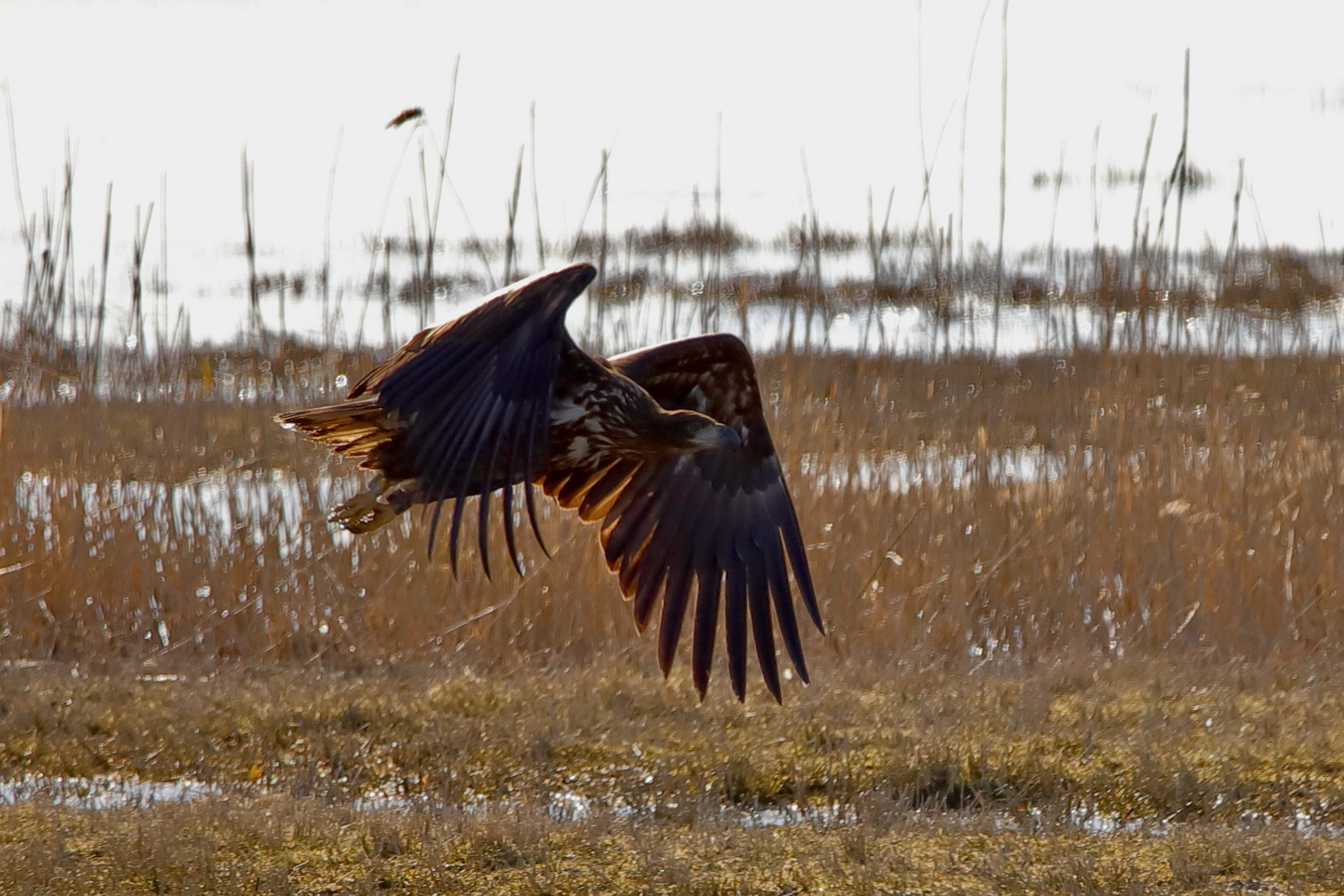 Seeadler 050321_MG_0449