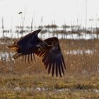 Seeadler 050321_MG_0449