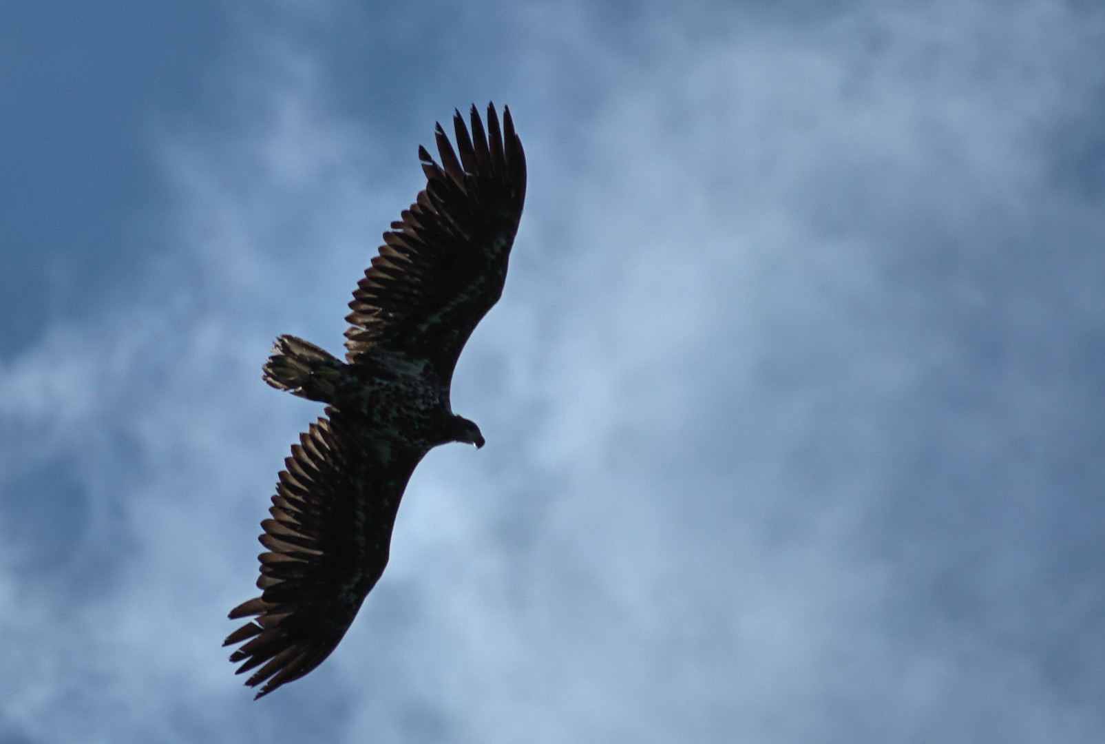 Seeadler