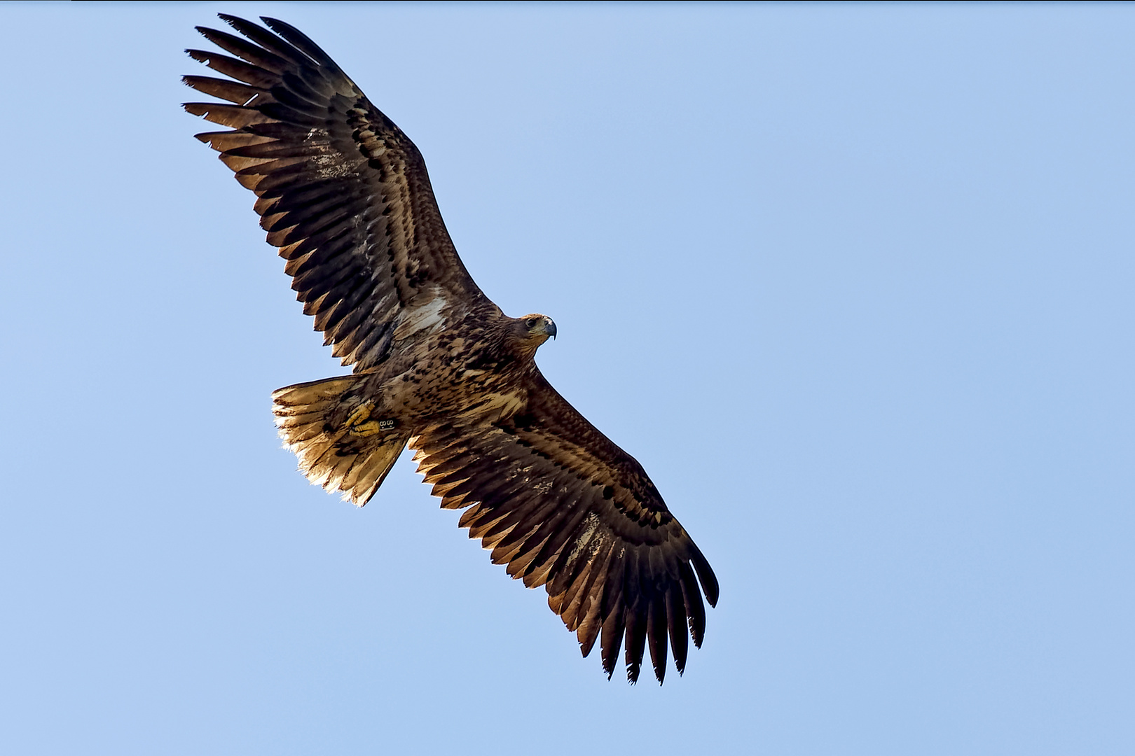 Seeadler 